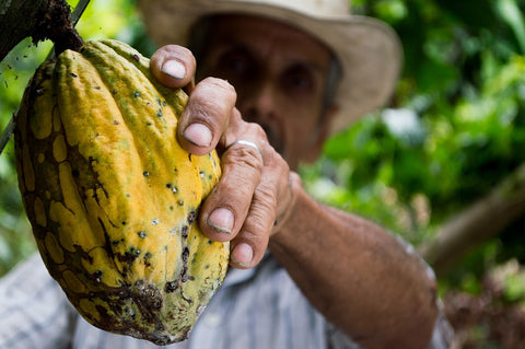 How Researchers Are Maximizing Cocoa Fruit to Revolutionize the Chocolate Industry